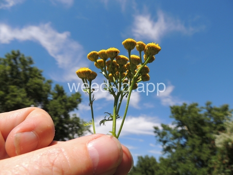 tansy, common